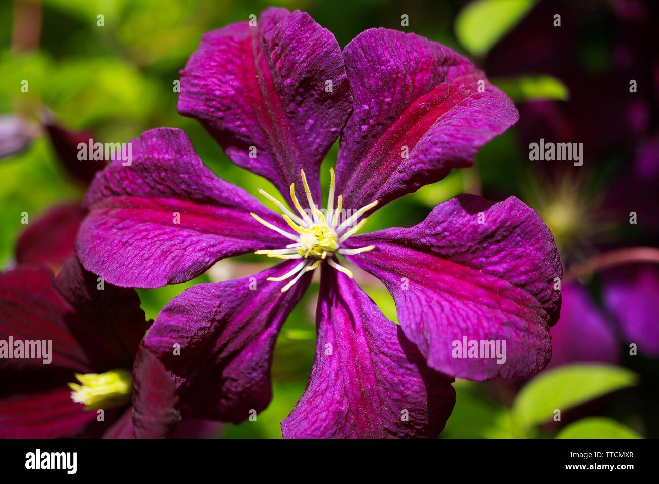 Makro close up of pink flower blossom (Clematis viticaria president romantika) Stock Photo