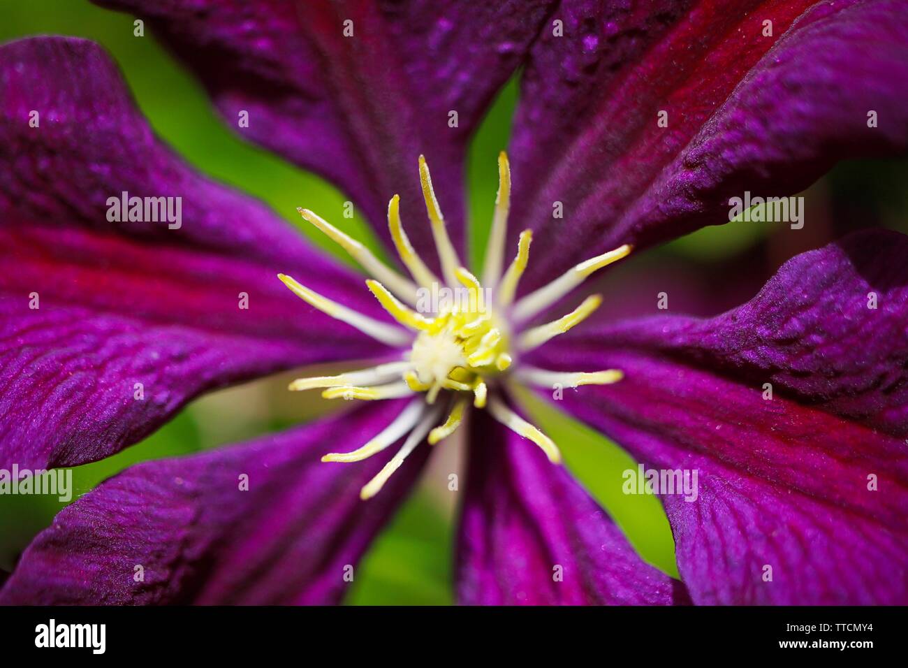 Makro close up of pink flower blossom (Clematis viticaria president romantika) Stock Photo
