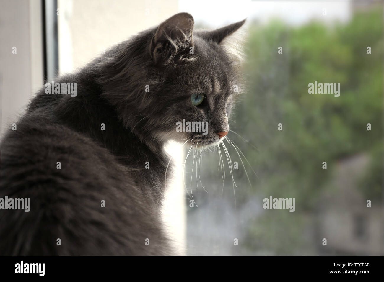 Beautiful grey cat lying on window board, close up Stock Photo - Alamy