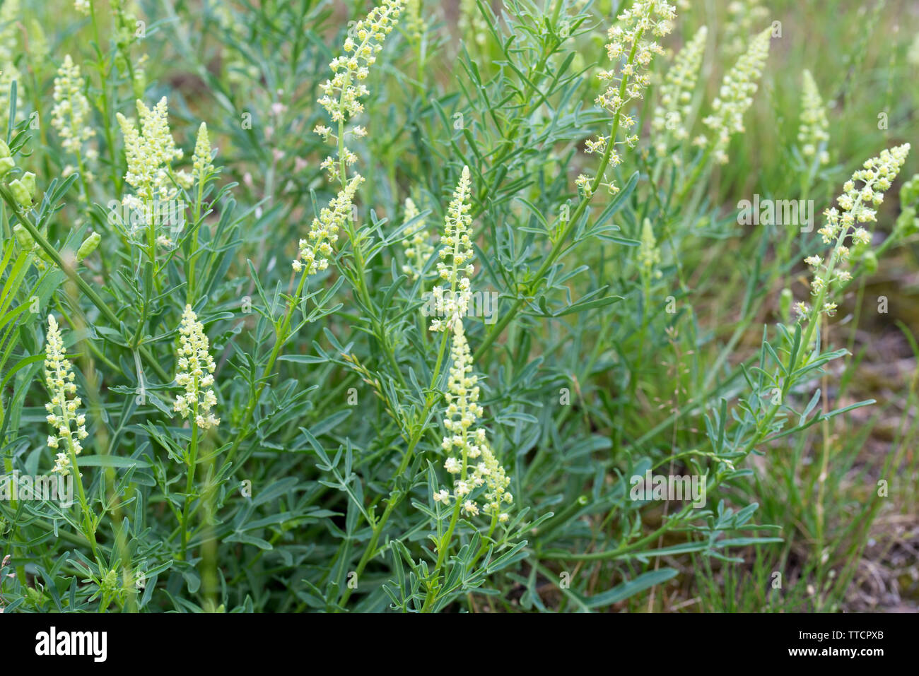 Reseda lutea, yellow mignonette,  wild mignonette flowers closeup Stock Photo