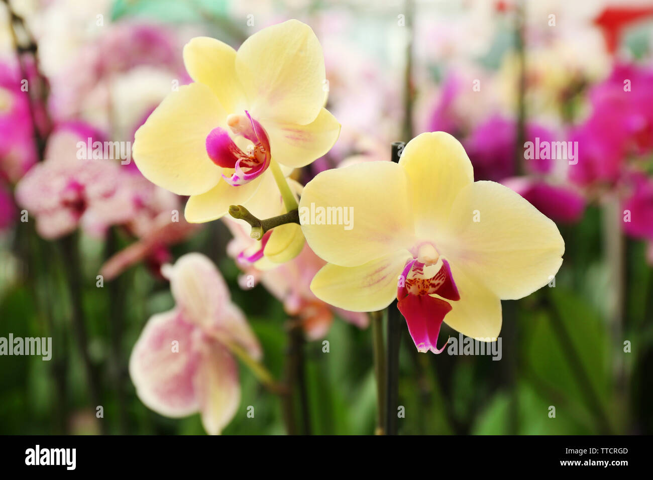 Orchid Flowers for sale at flower market. Indoor Stock Photo Alamy
