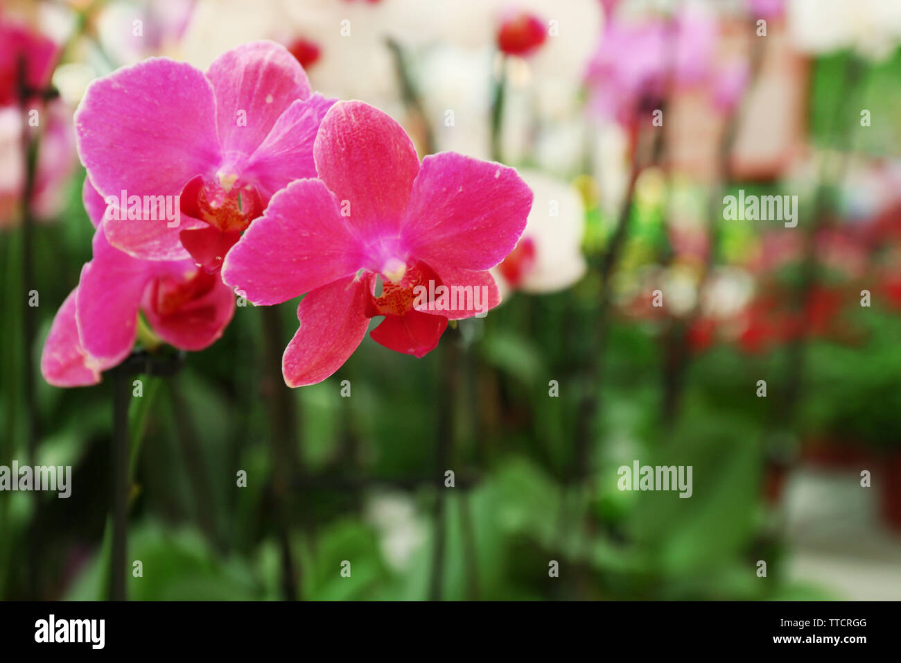 Orchid Flowers for sale at flower market. Indoor Stock Photo Alamy