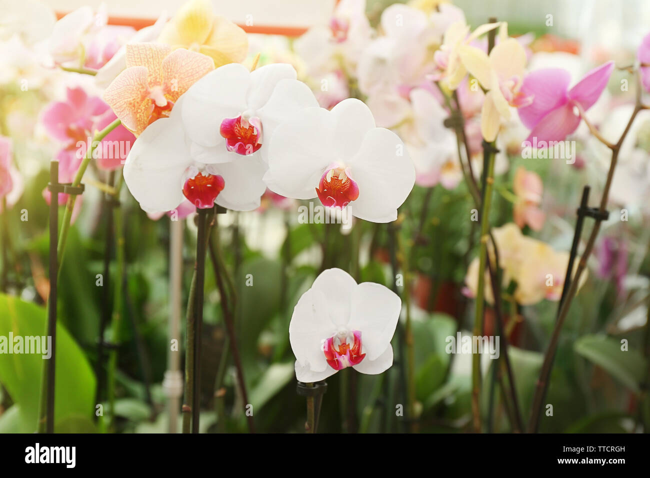 Orchid Flowers for sale at flower market. Indoor Stock Photo Alamy