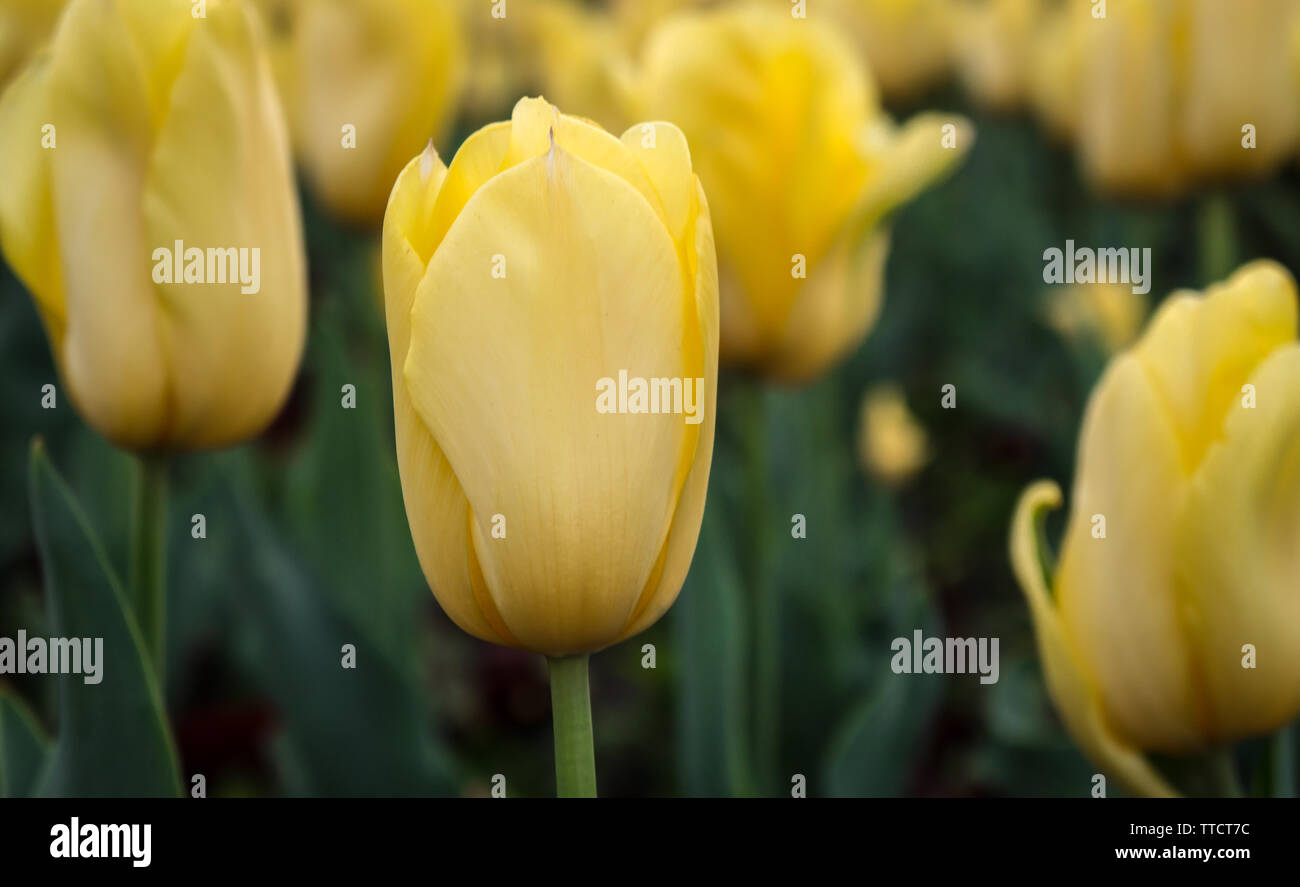Yellow tulip close-up in tulip field green background Stock Photo - Alamy
