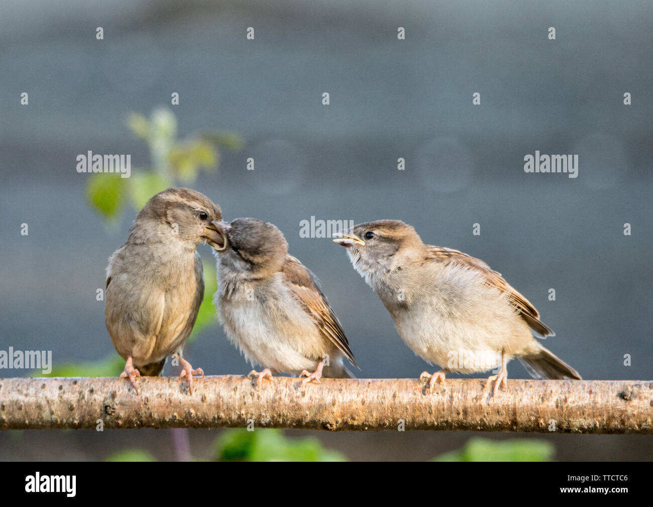 House Sparrows, family of house sparrows, perching on branches, feeding
