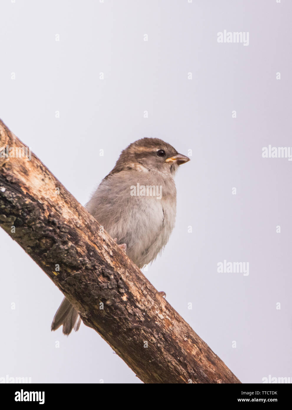 House Sparrows, family of house sparrows, perching on branches, feeding