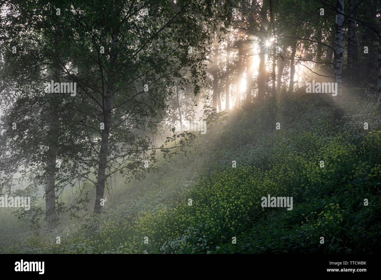 Dawn in a misty forest Stock Photo