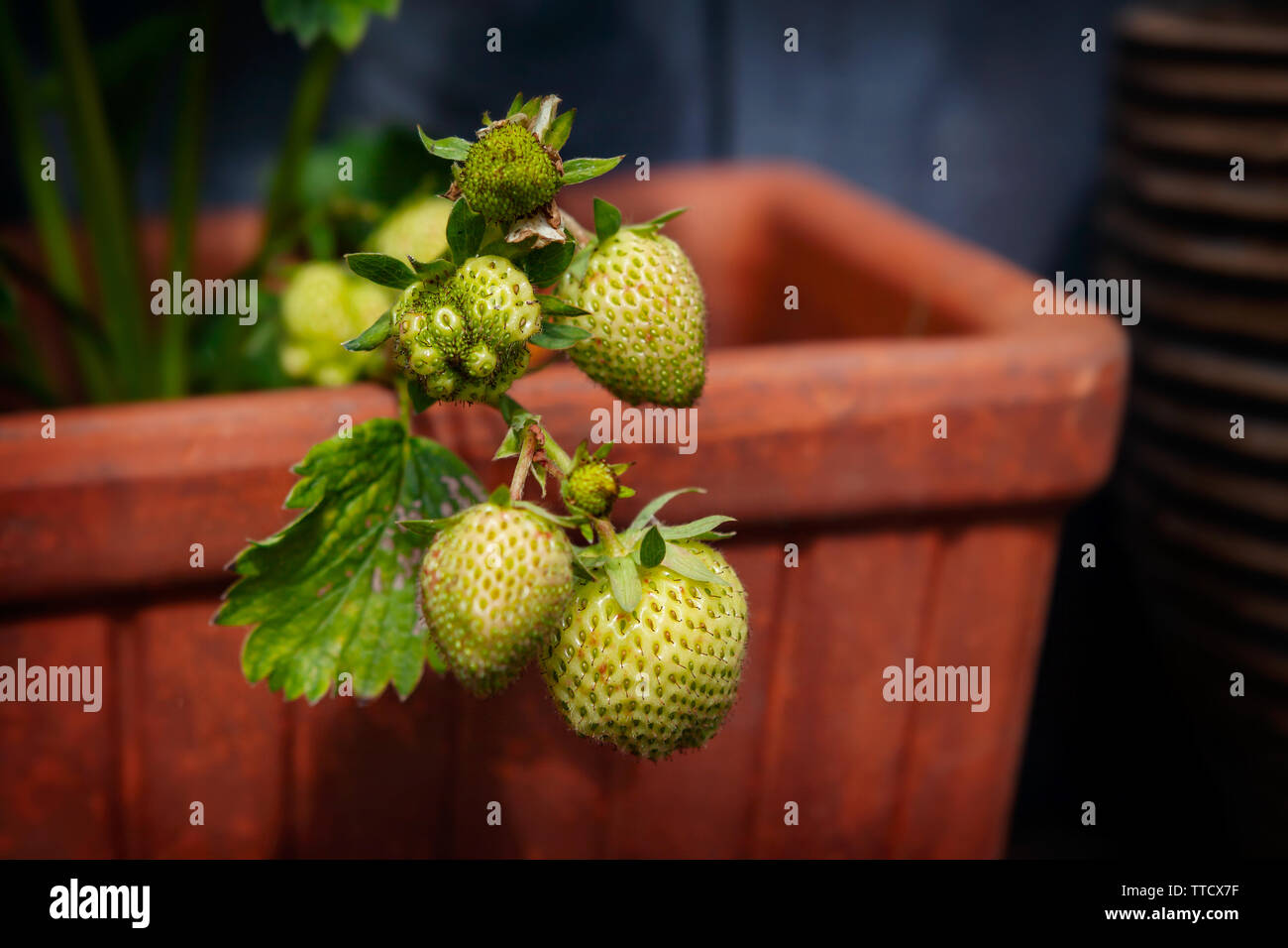 Unripe strawberry fruit hi-res stock photography and images - Alamy
