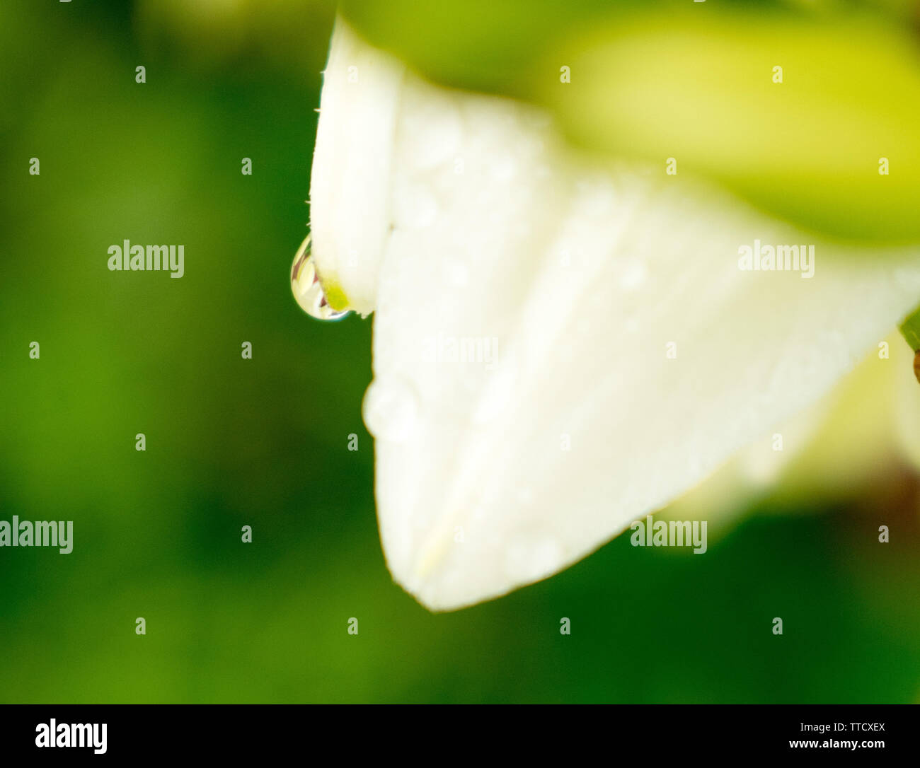 Macro of Yucca flowers with water droplets Stock Photo