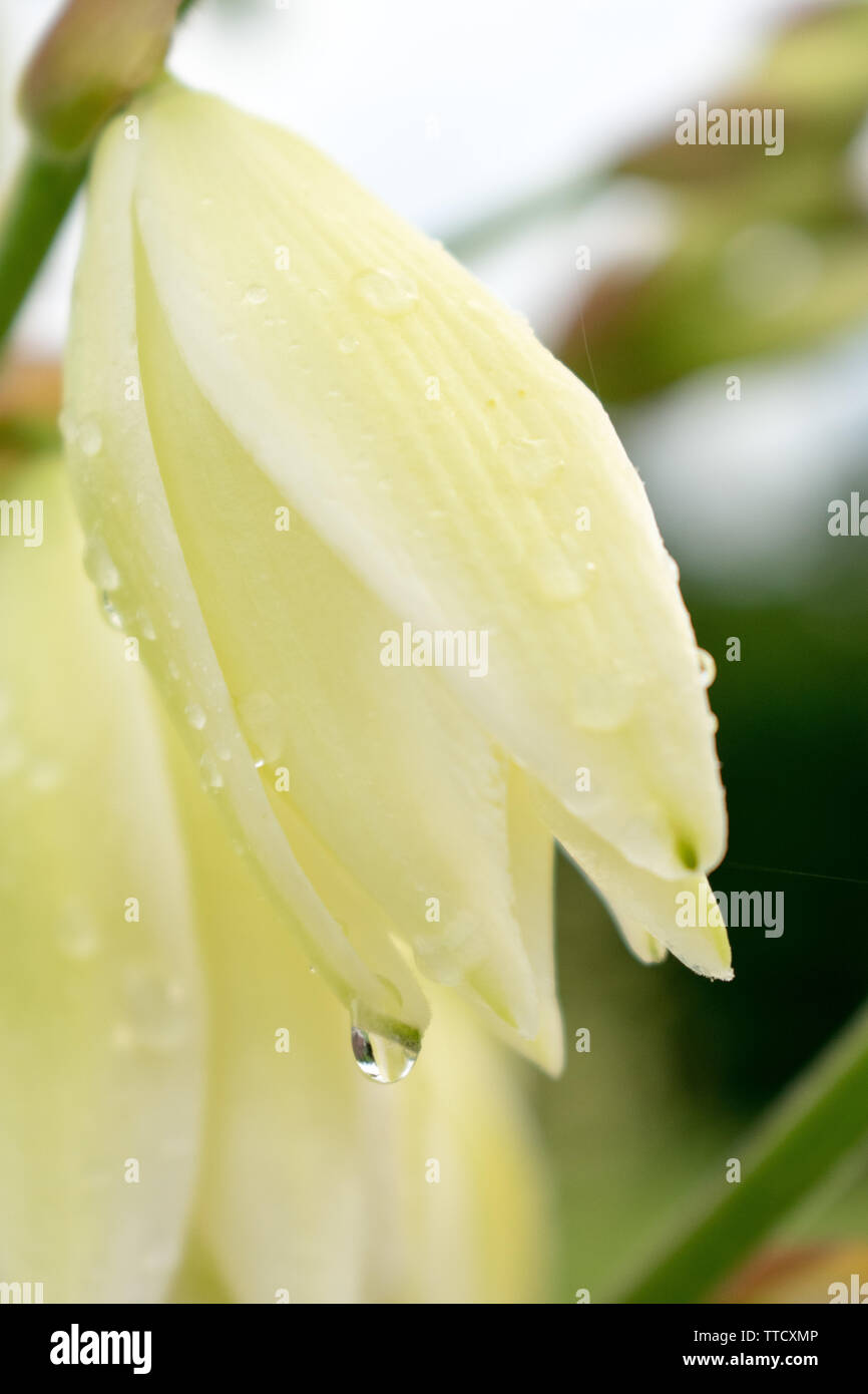 Macro of Yucca flowers with water droplets Stock Photo