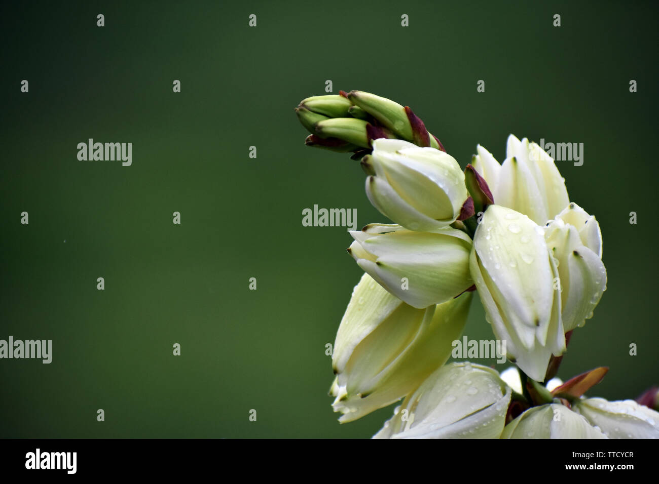 Close up of Yucca flower stalk in bloom Stock Photo