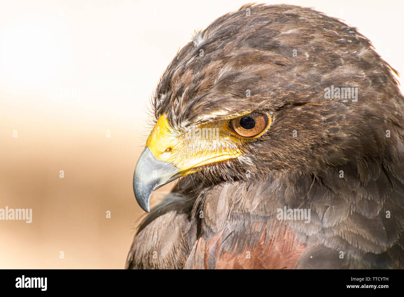 raptor eagle, diurnal bird of prey with beautiful plumage and yellow ...