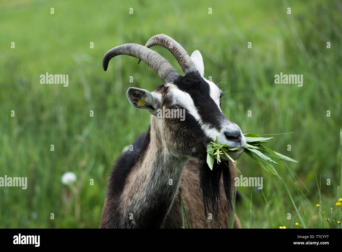 Weisse Ziege High Resolution Stock Photography and Images - Alamy