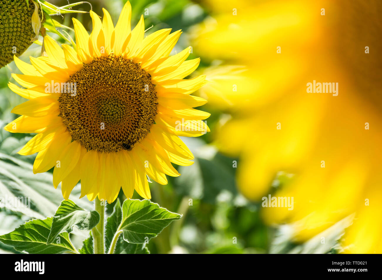Sunflowers from the fields of Andalucia,Spain. Stock Photo