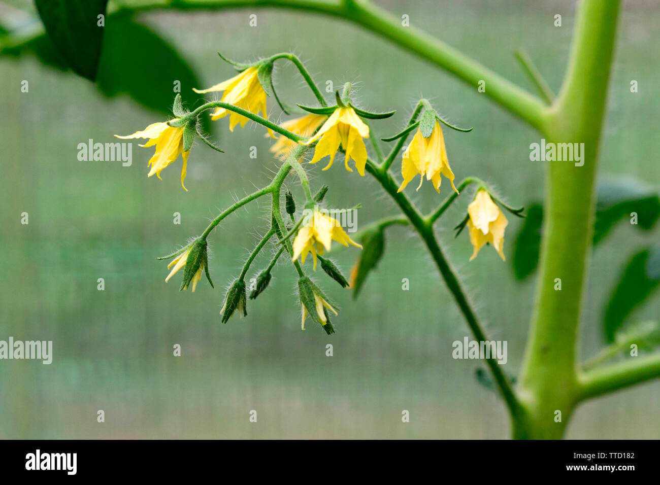 yellow flowers tomatoes in the greenhouse Stock Photo Alamy
