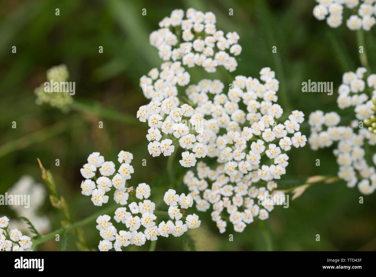 Achillea millefolium, yarrow white flowers macro Stock Photo