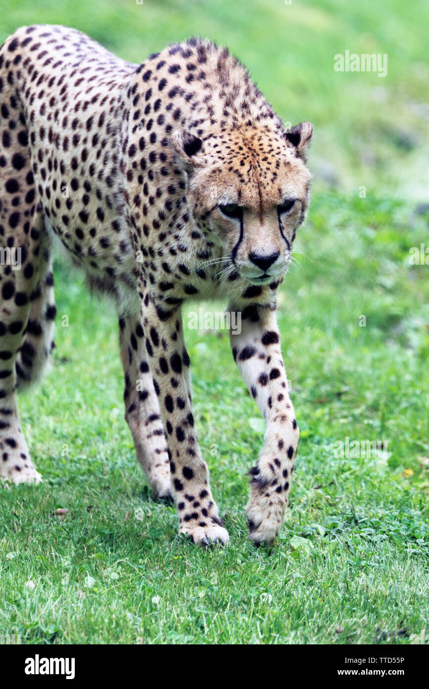 A Cheetah, Acinonyx jubatus, at the Cape May County Par & Zoo, New Jersey, USA Stock Photo