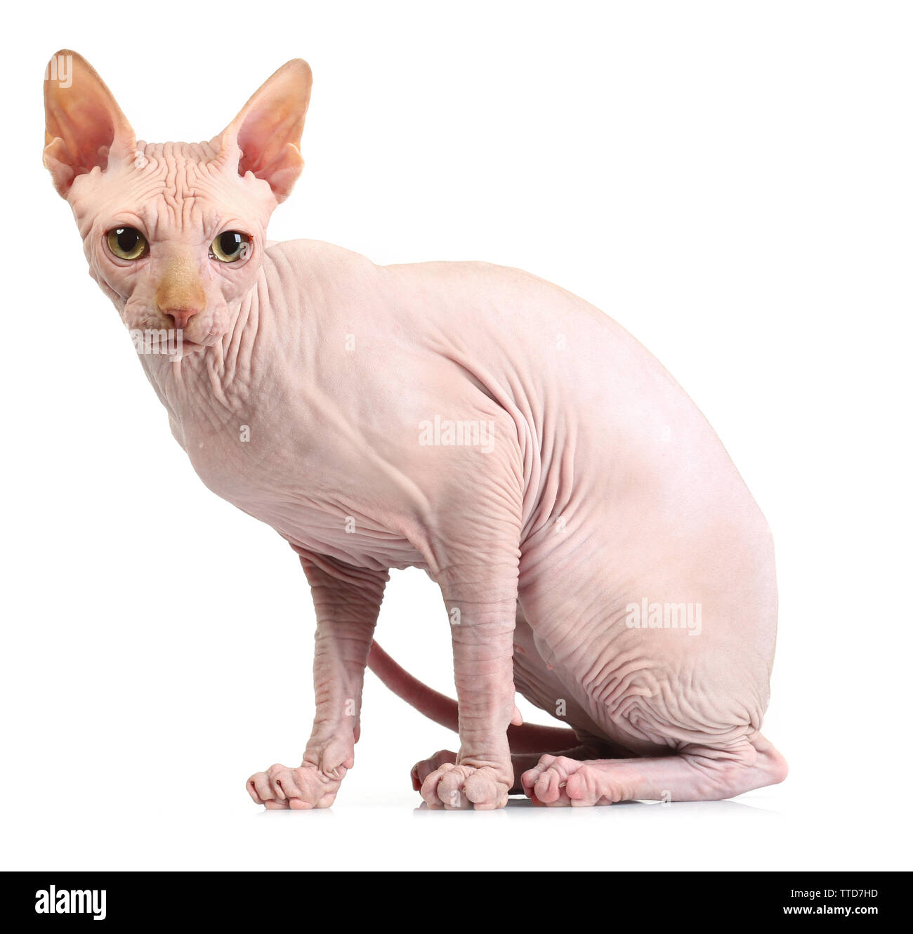 Cat sphynx, isolated on white Stock Photo - Alamy