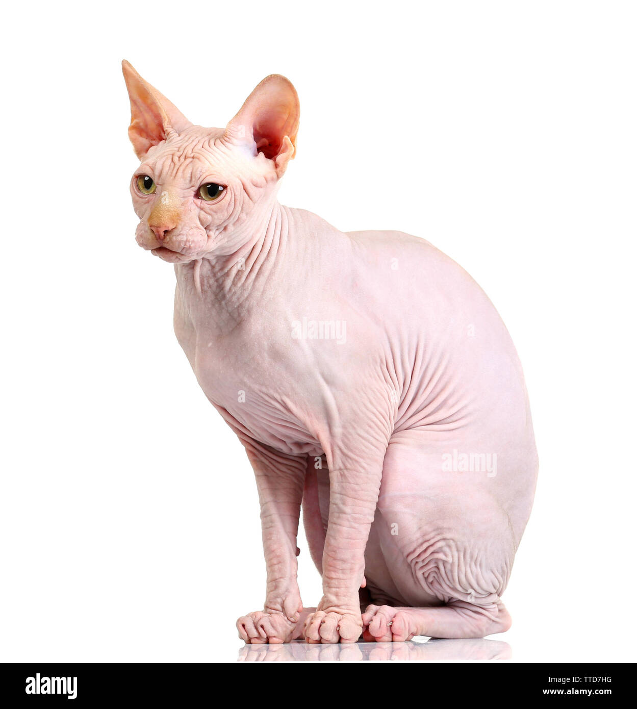 Cat sphynx, isolated on white Stock Photo - Alamy