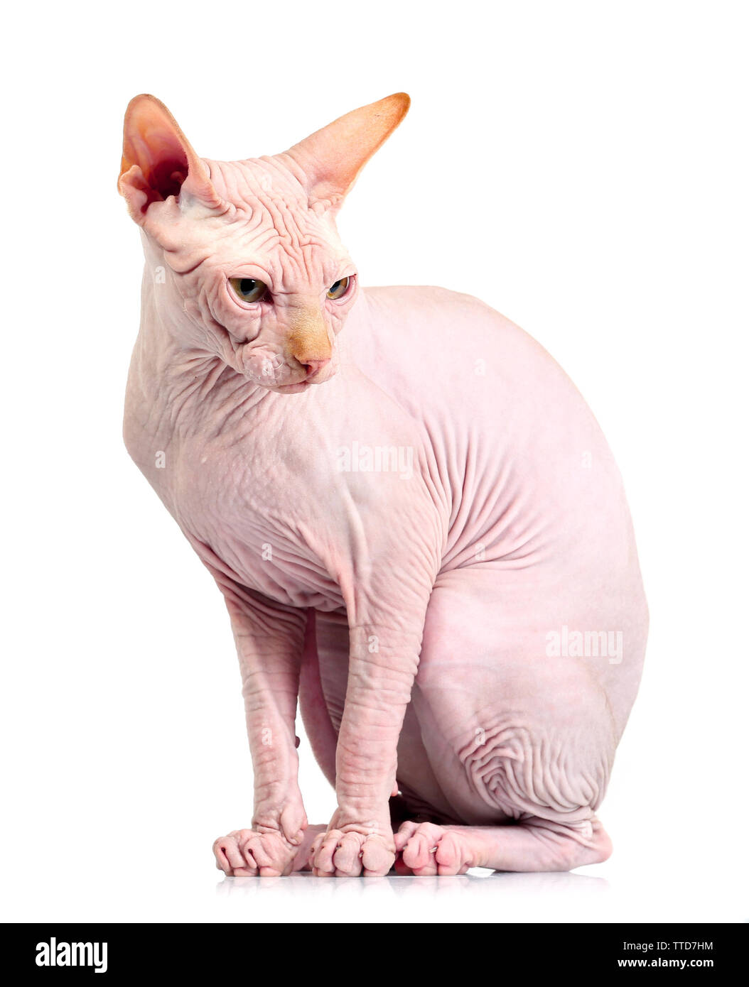 Cat sphynx, isolated on white Stock Photo