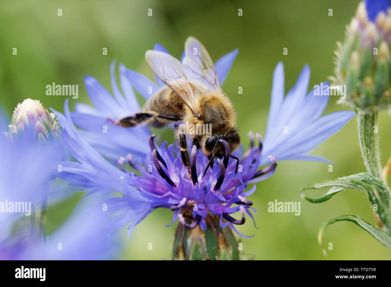 Bee sitting on the blue bachelor button flower Stock Photo