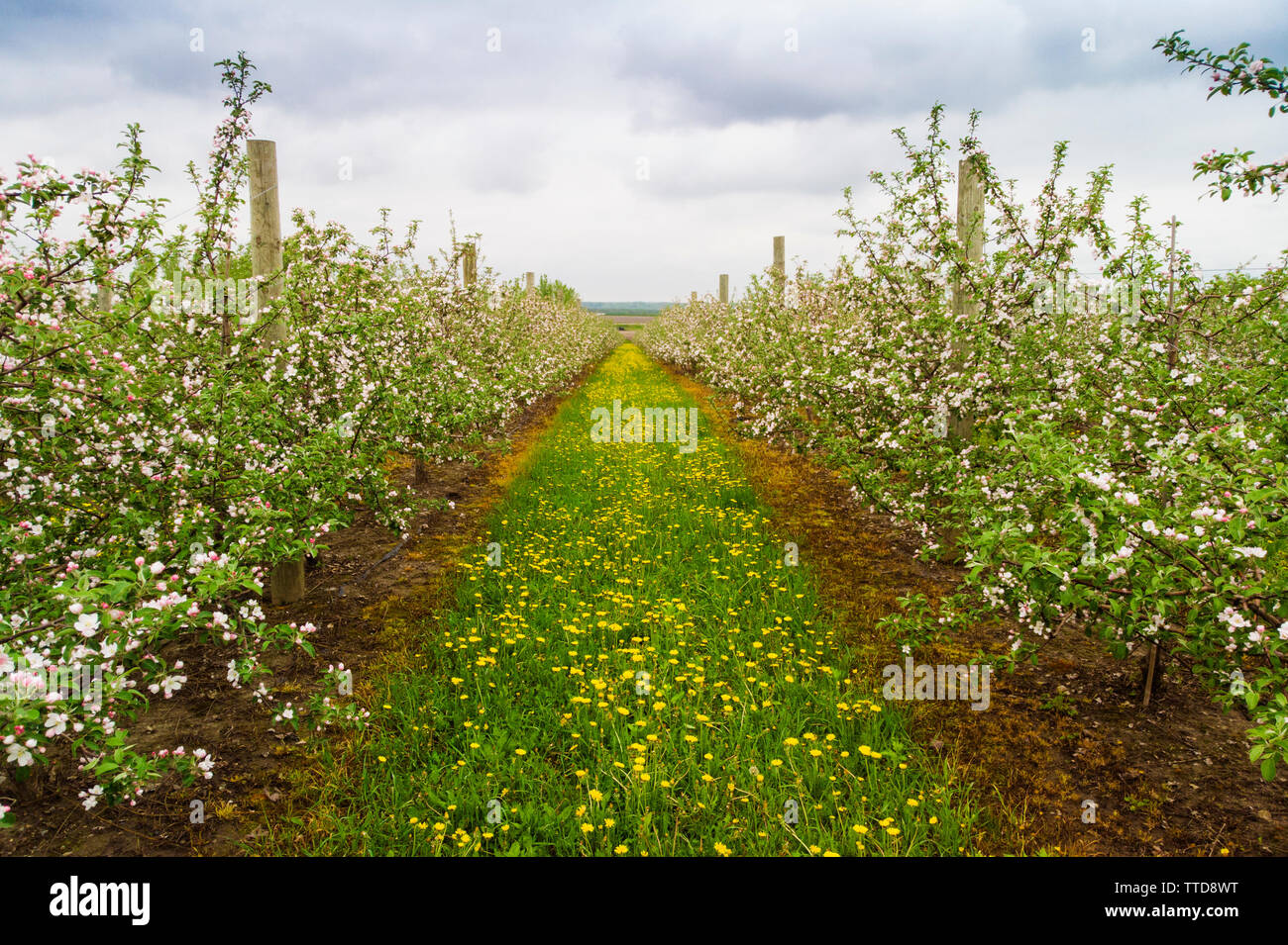 apple tree orchard aerial view Stock Photo