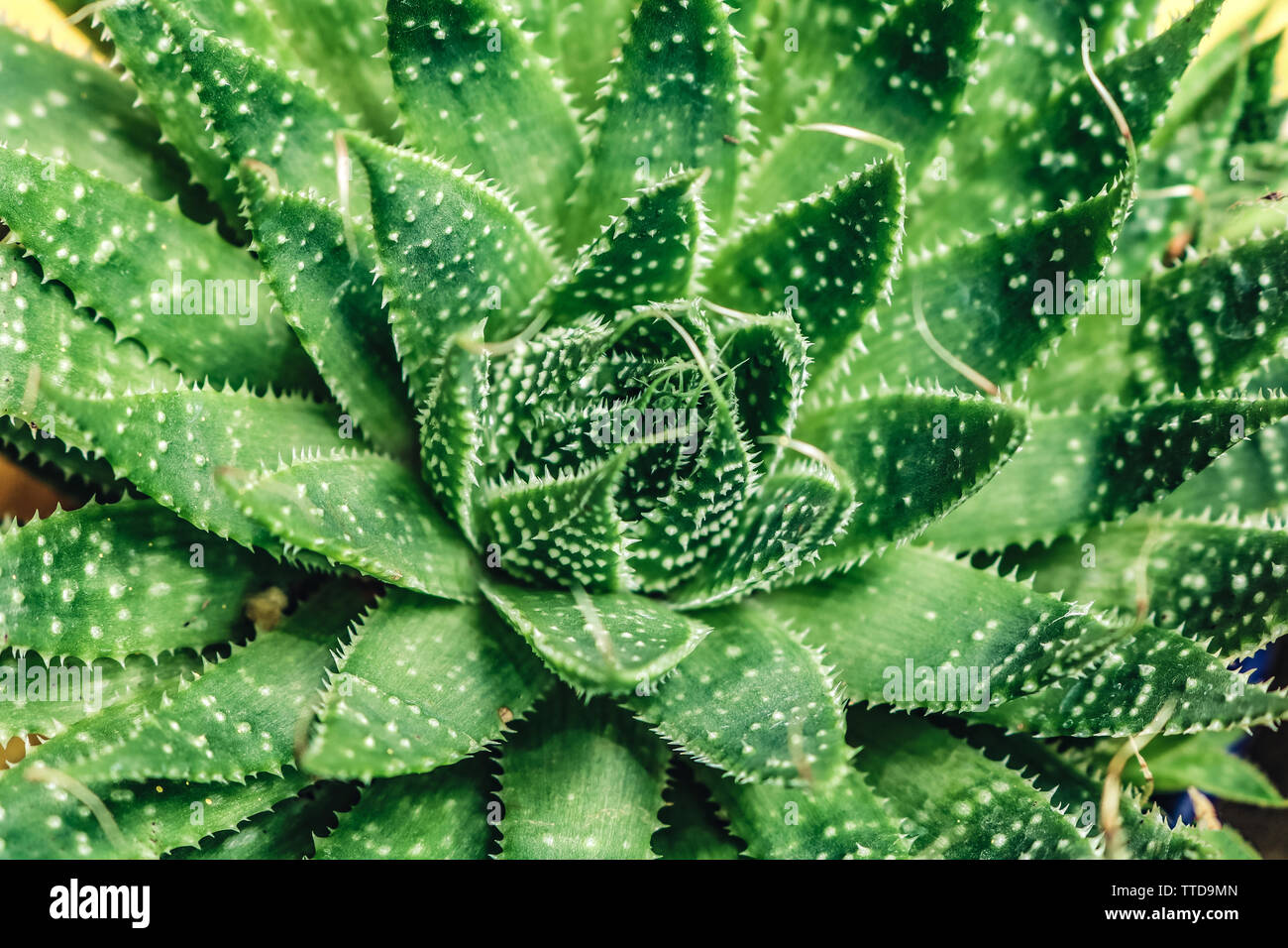 Sharp bloom of the young cactus. Stock Photo