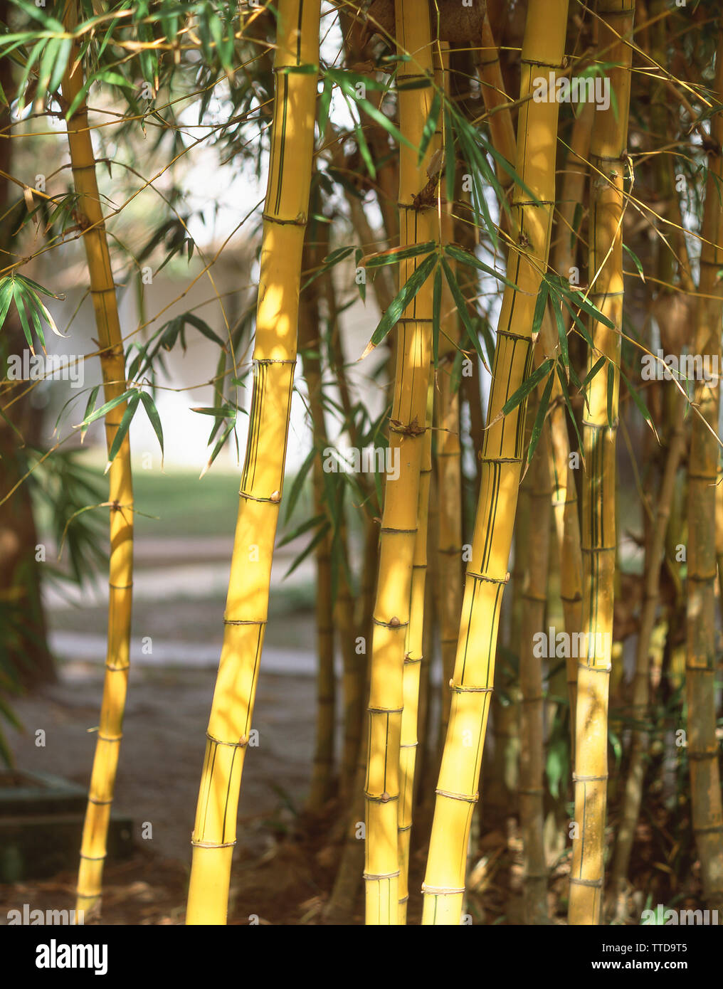 Bamboo bush, Serrekunda, Republic of The Gambia Stock Photo