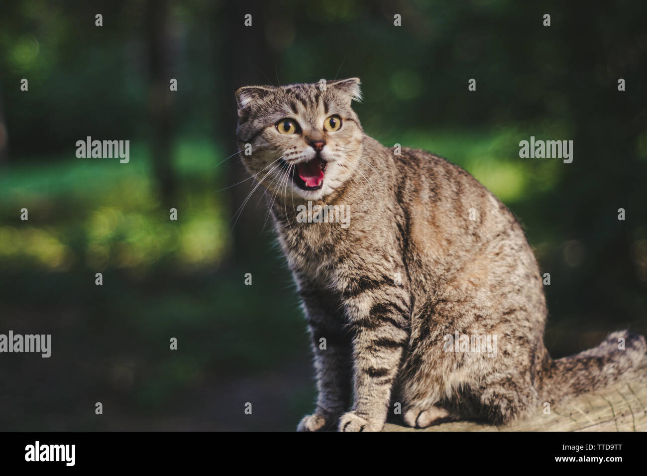 Scaredy kat hi-res stock photography and images - Alamy