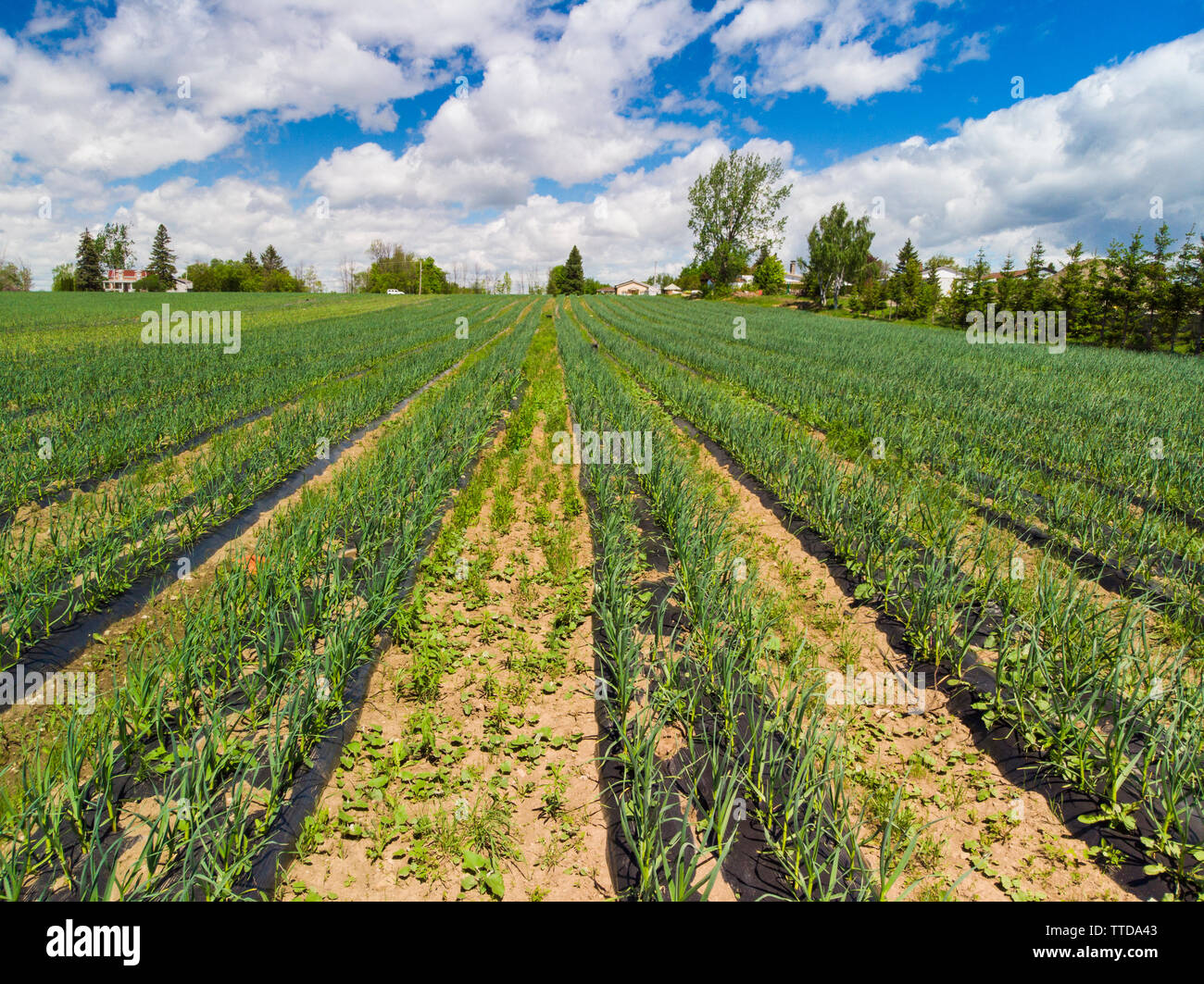 Organic garlic field aerial view Stock Photo Alamy