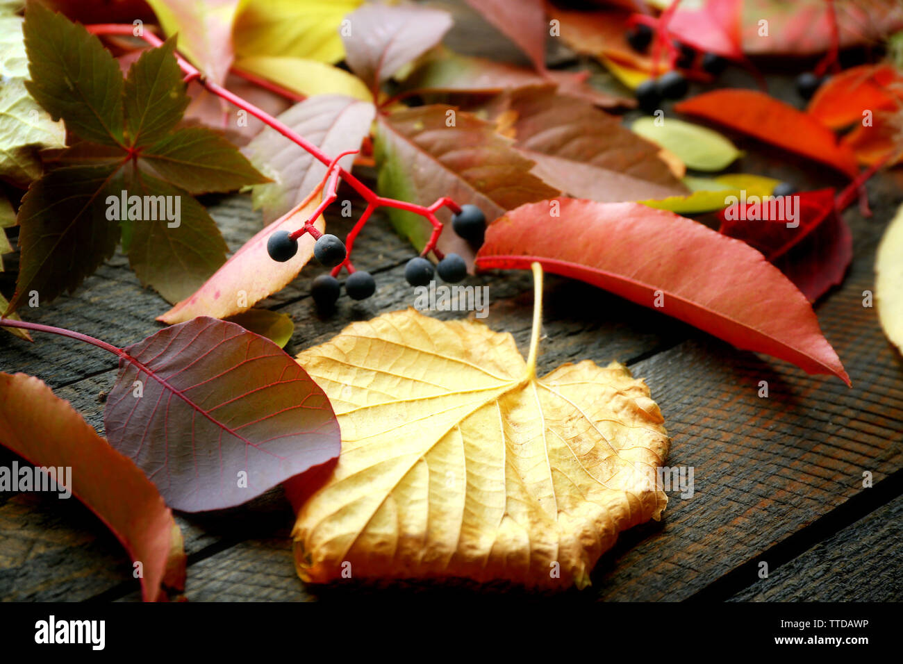 Autumn leaves background Stock Photo - Alamy