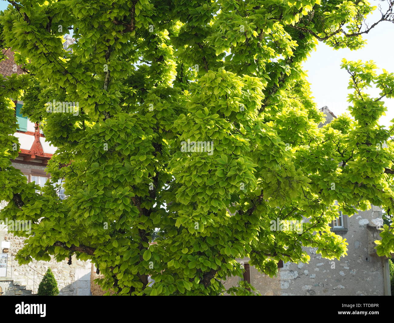 Nice Trees seen at Schaffhausen, Switzerland Stock Photo