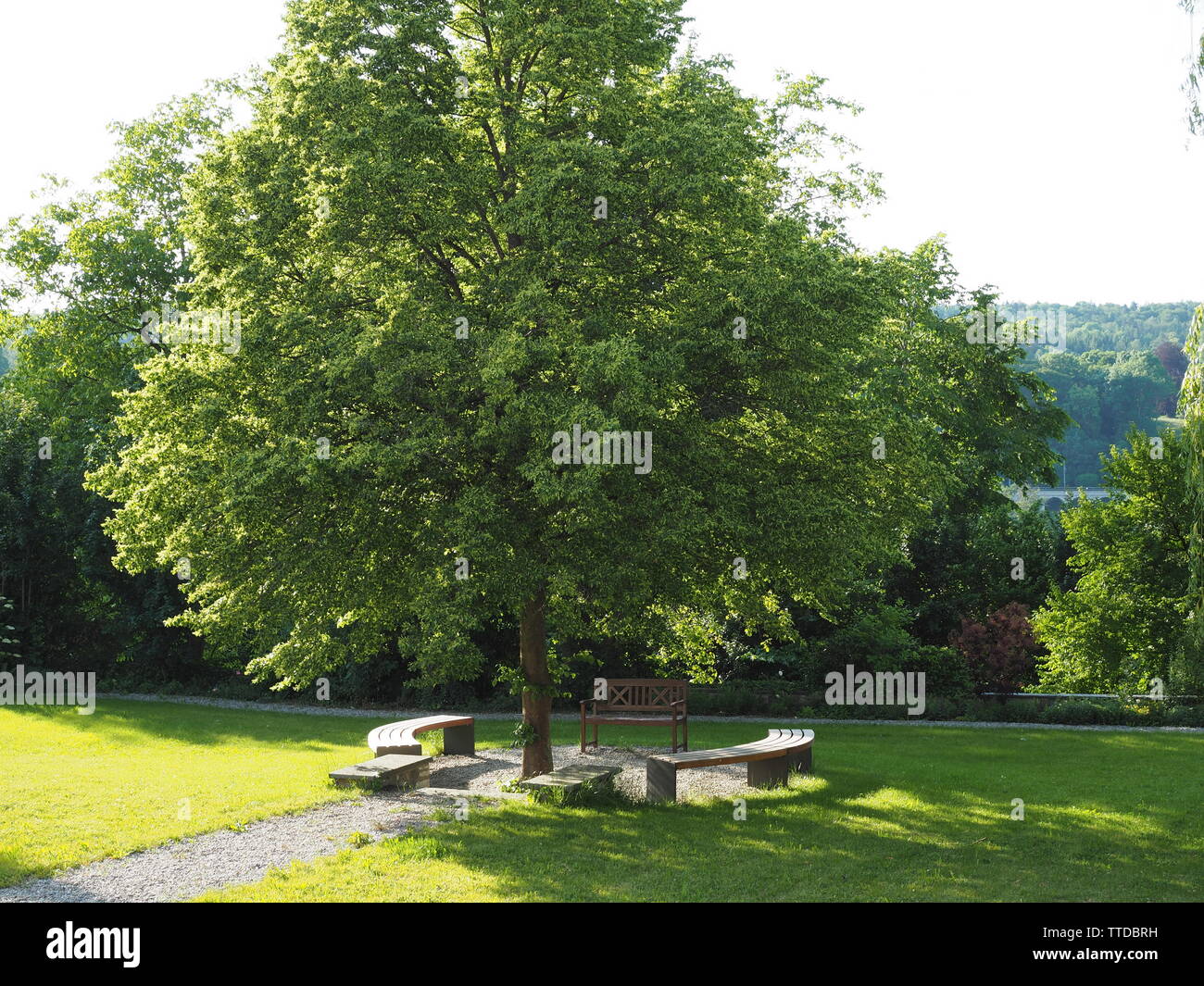 Nice Trees seen at Schaffhausen, Switzerland Stock Photo