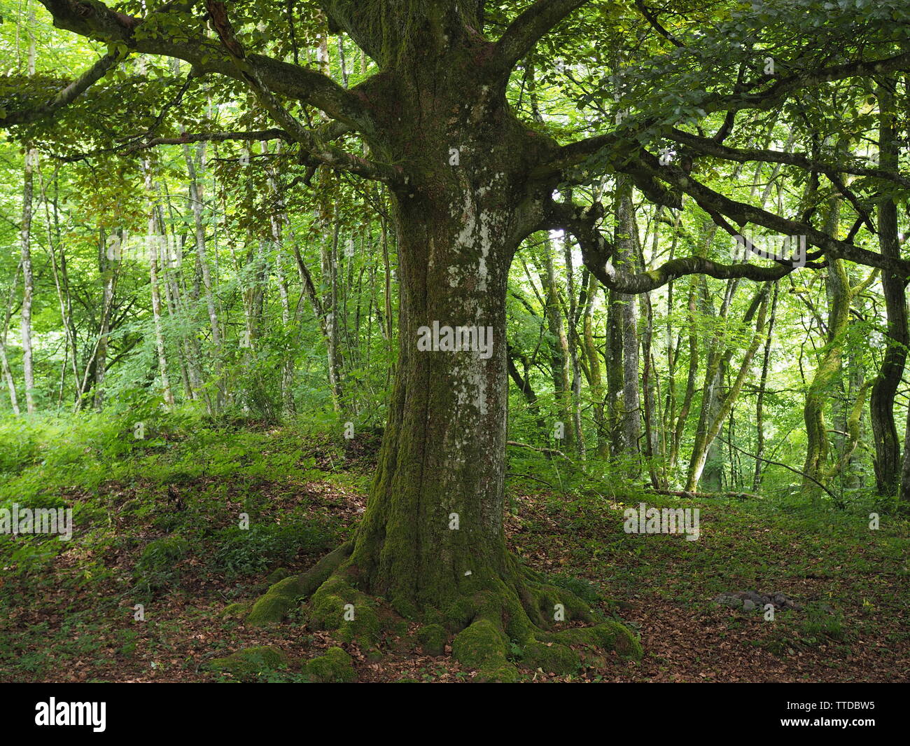 Big Trees in a nice green Forest in Germany (Eifel) Stock Photo