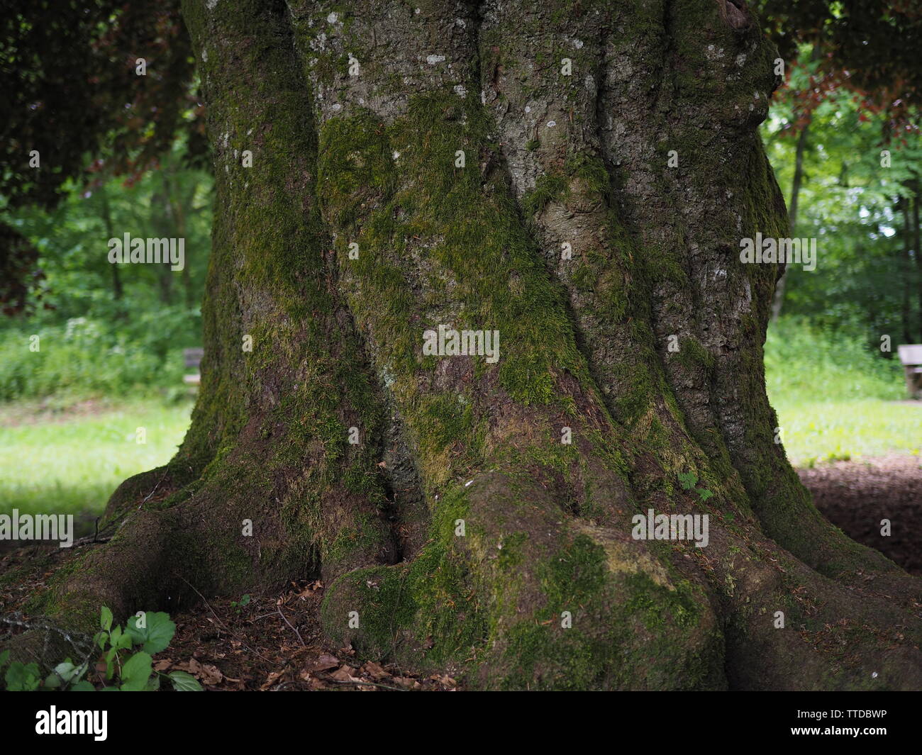 Big Trees in a nice green Forest in Germany (Eifel) Stock Photo