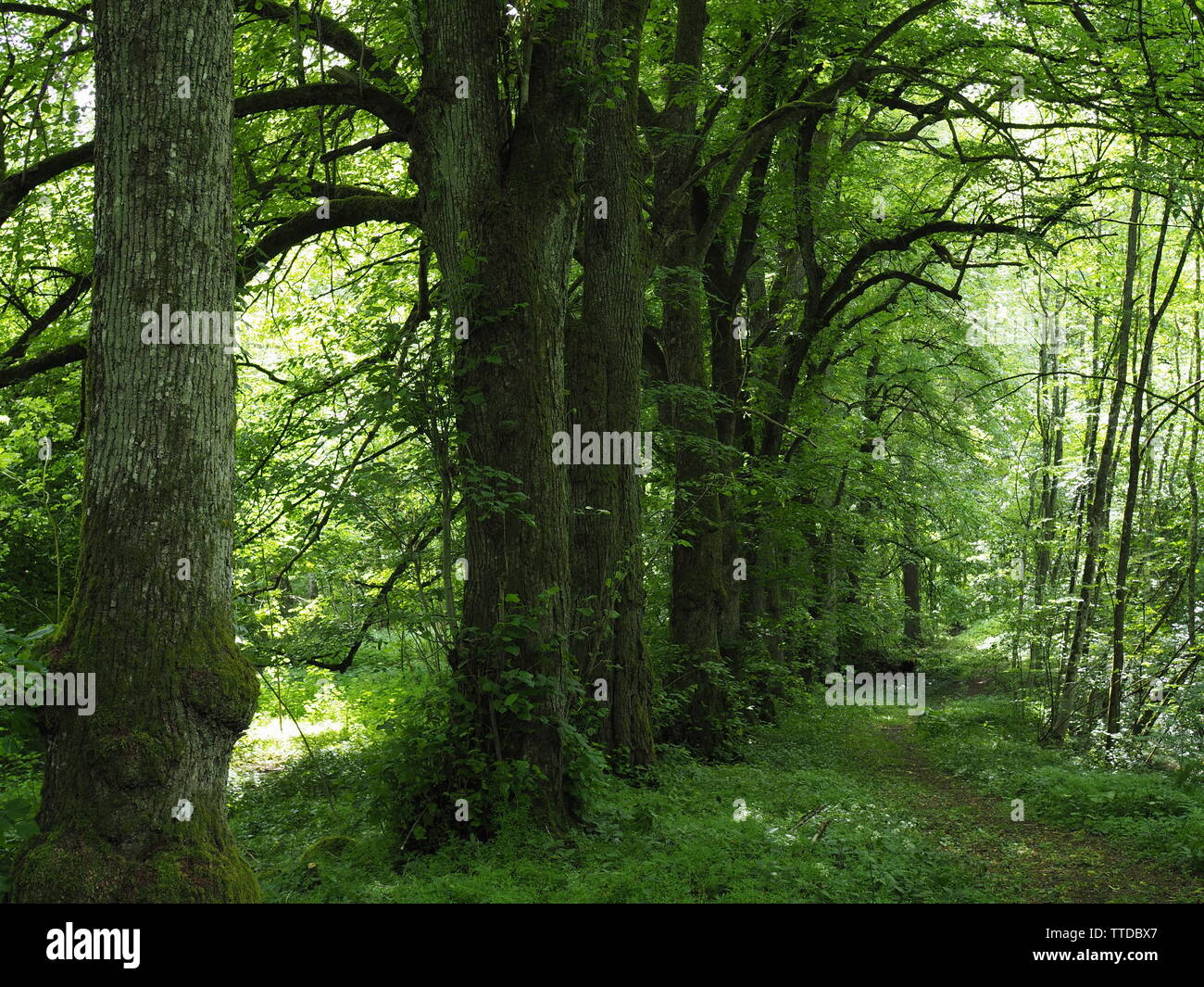 Big Trees in a nice green Forest in Germany (Eifel) Stock Photo