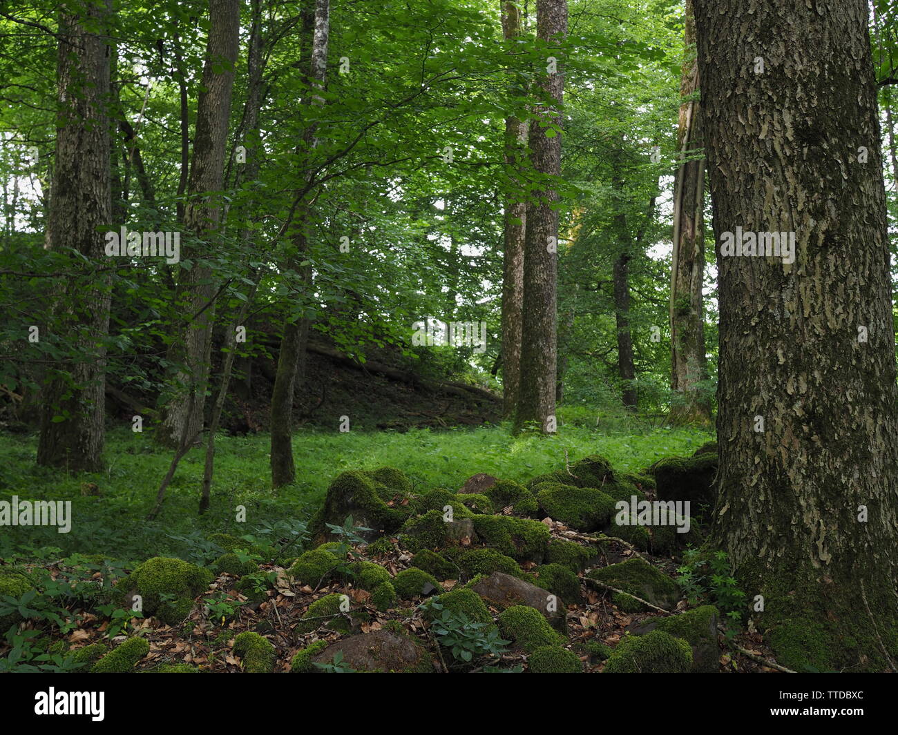 Big Trees in a nice green Forest in Germany (Eifel) Stock Photo