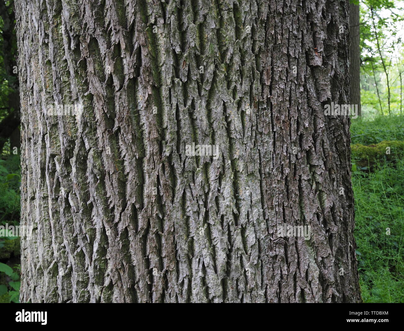 Nice old Oak in a German Forest (Eifel, Germany) Stock Photo