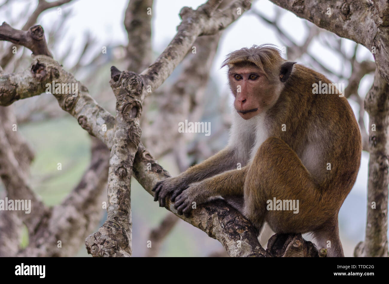 Sri lanka family funny hi-res stock photography and images - Alamy