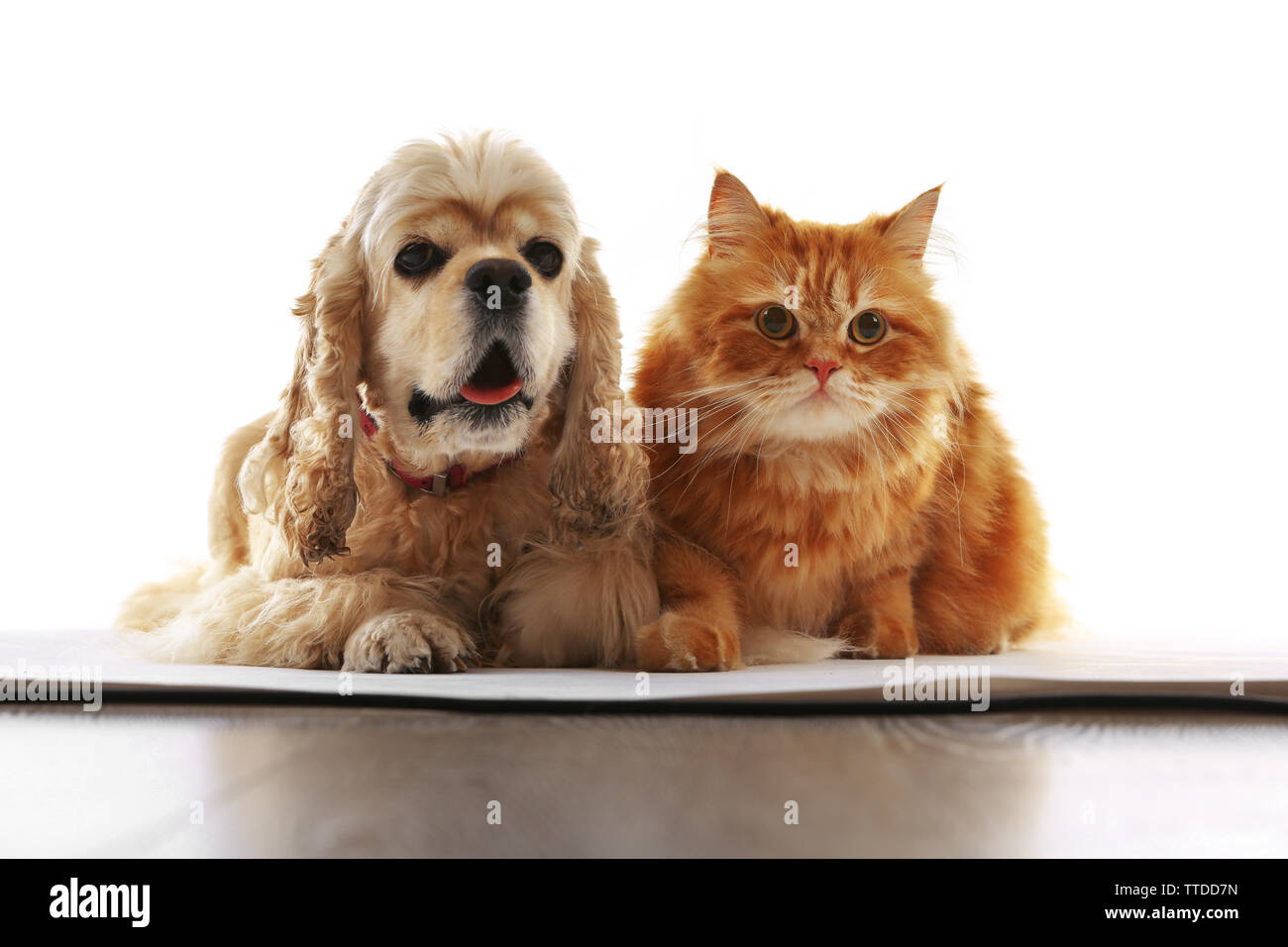 cocker spaniel and cats