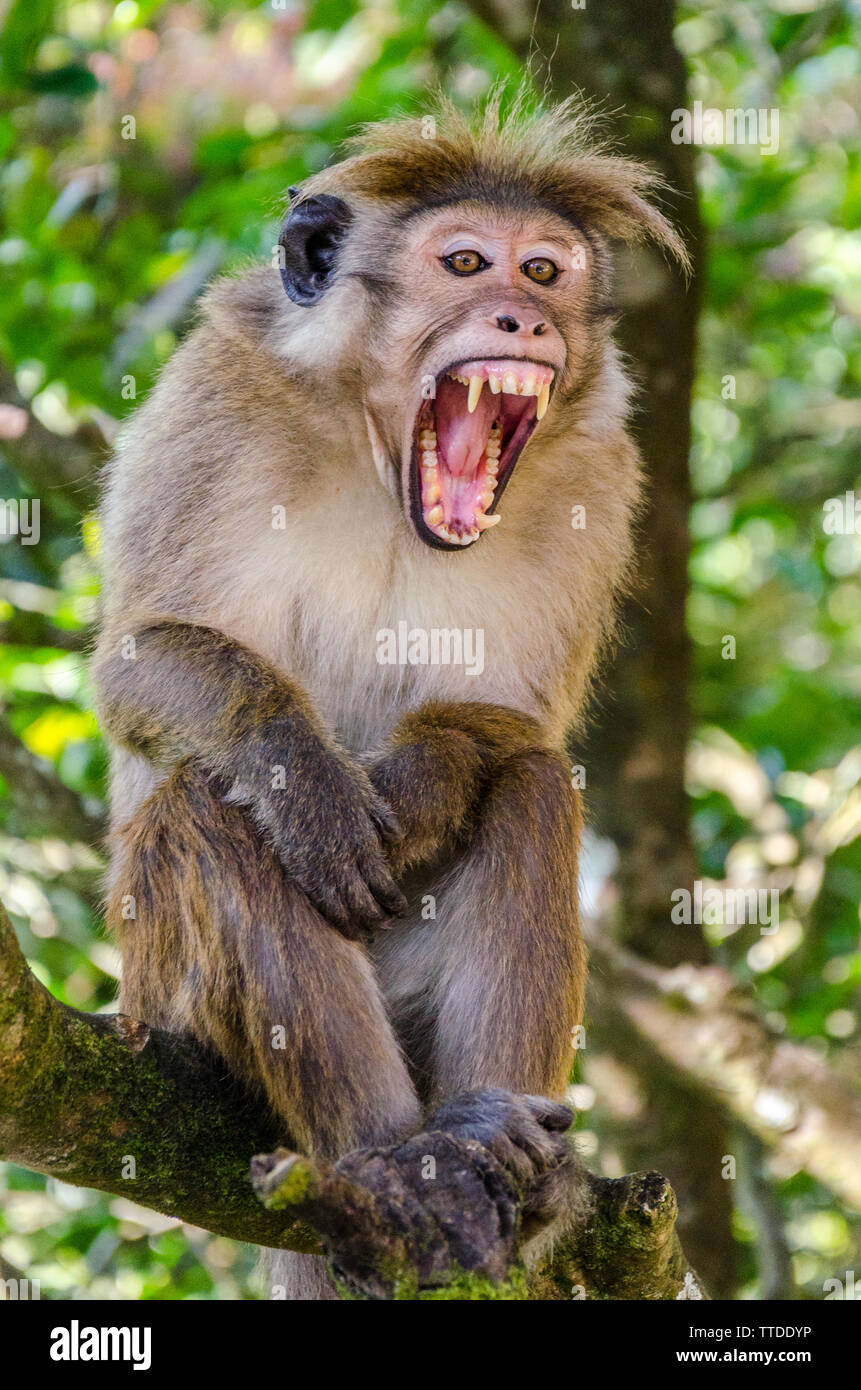 Attacking monkey hires stock photography and images Alamy