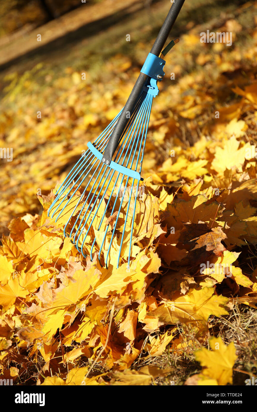 Raking fall leaves with rake Stock Photo - Alamy