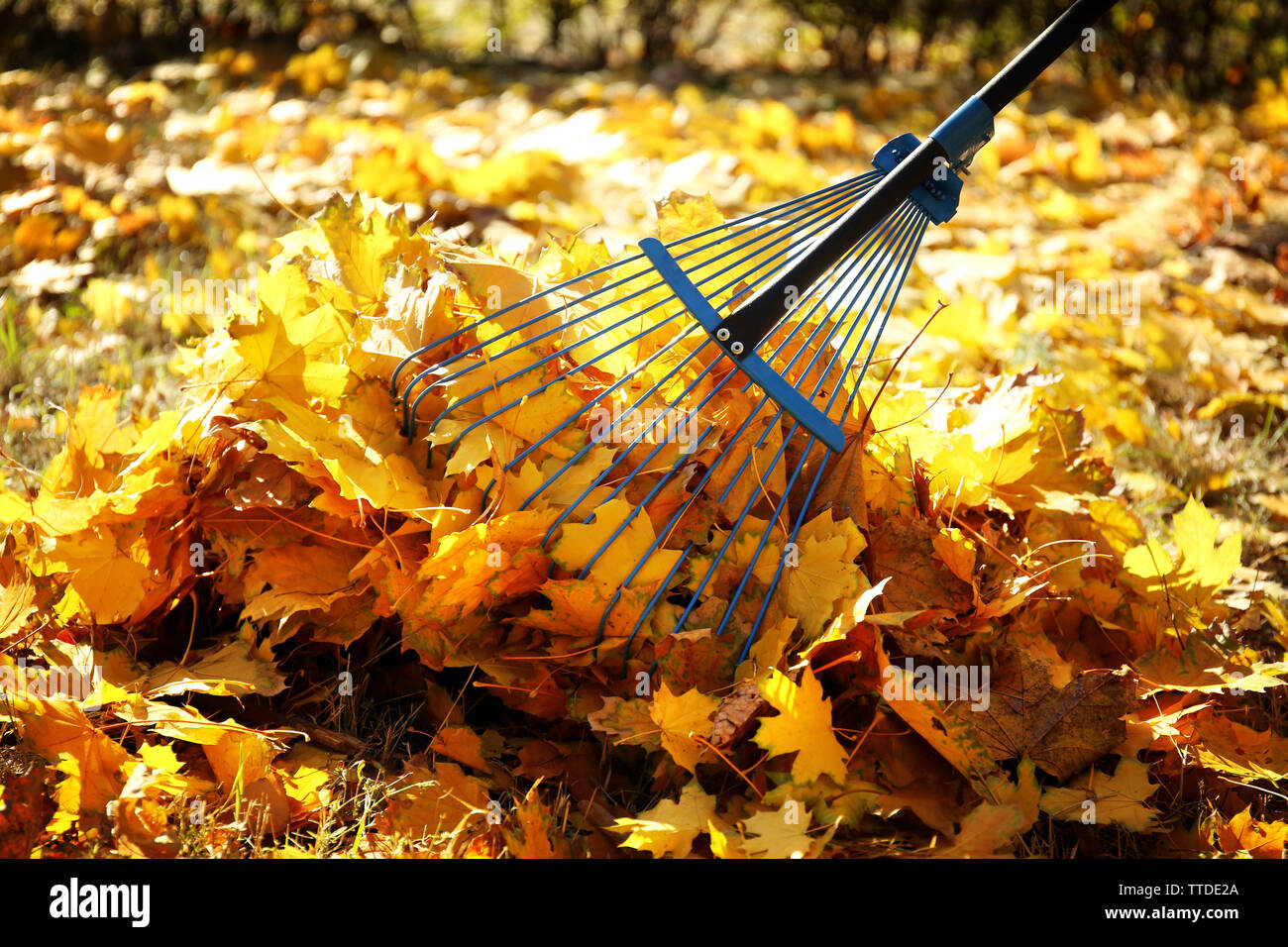 Sweeping autumn leaves hi-res stock photography and images - Alamy