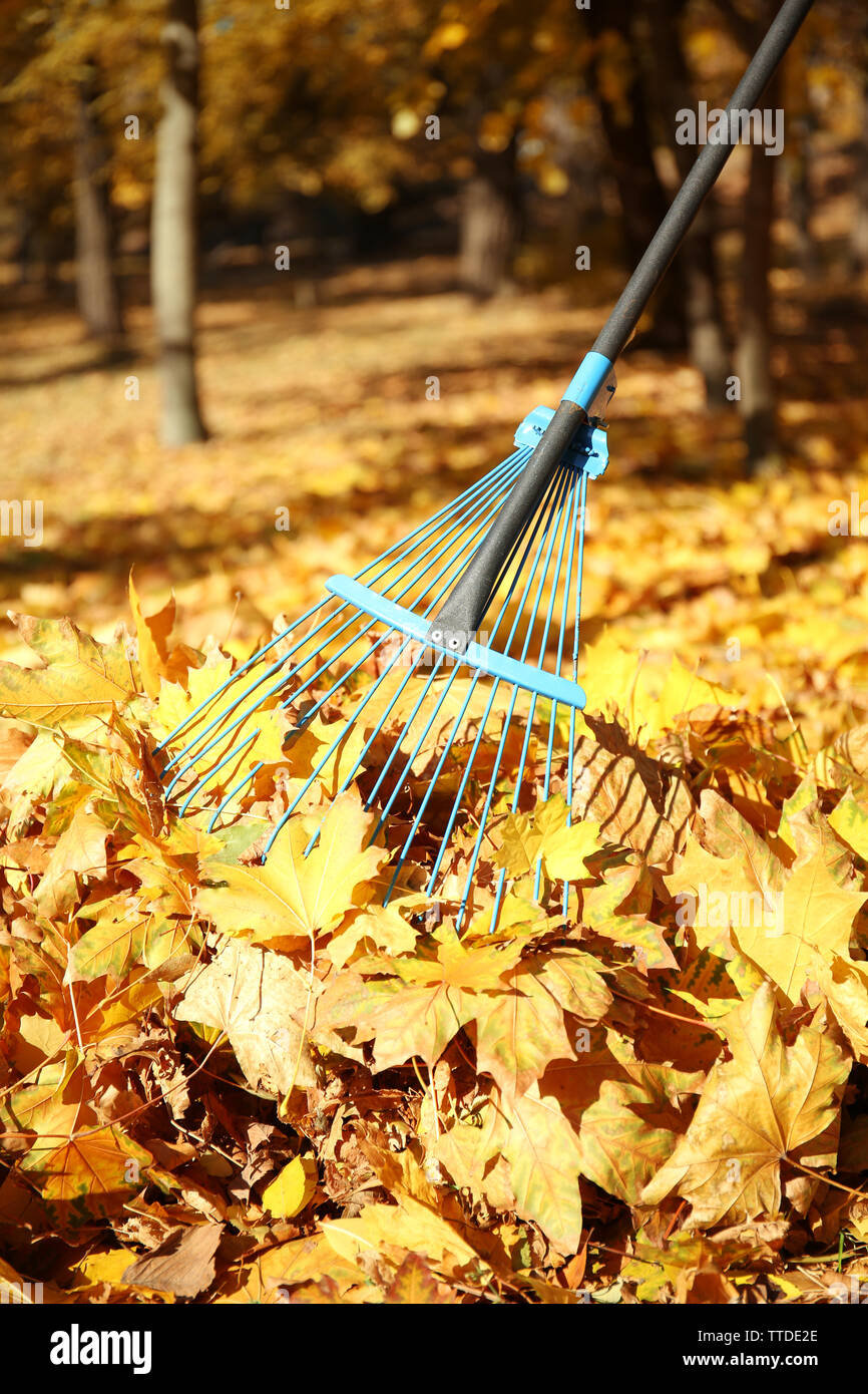 Raking fall leaves with rake Stock Photo - Alamy