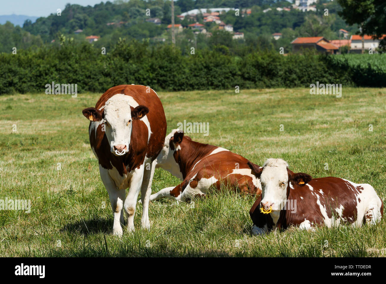 Cattle feed ring hi-res stock photography and images - Alamy