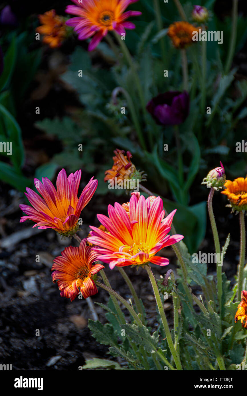 Close up of Gazanias. Gazanias are popular annuals and perennials
