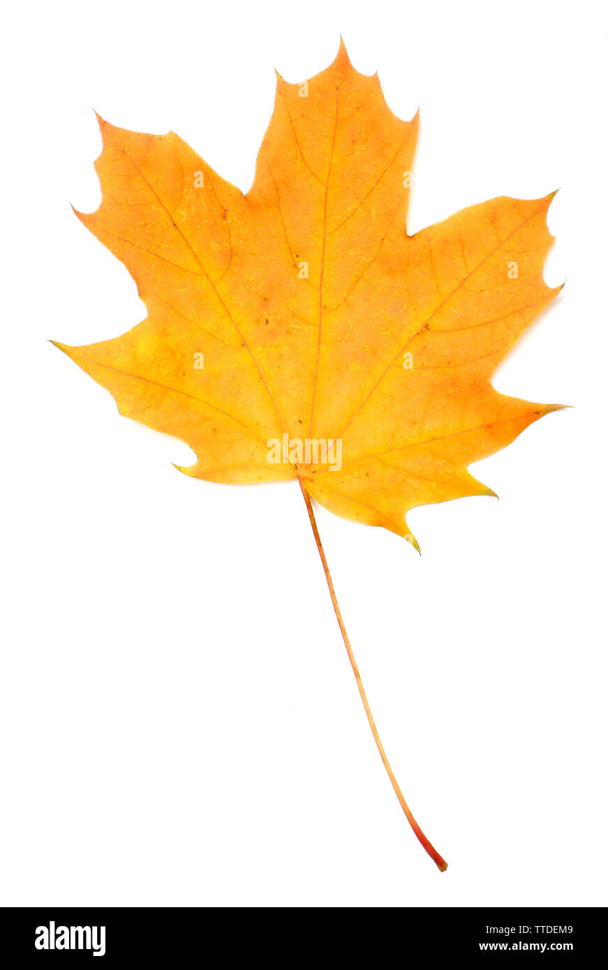 Autumn maple leaf isolated on white background Stock Photo - Alamy
