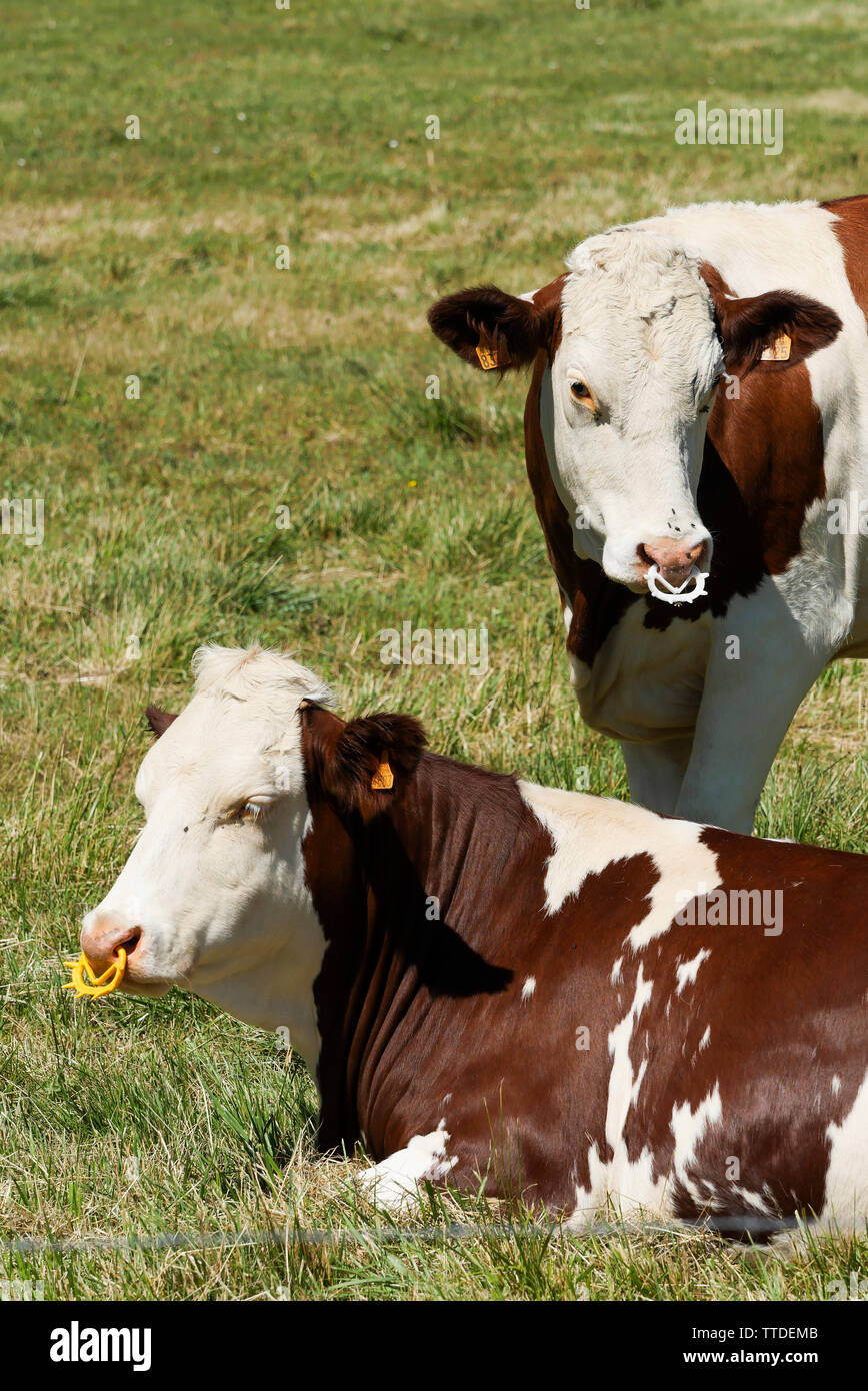 Cattle feed ring hi-res stock photography and images - Alamy