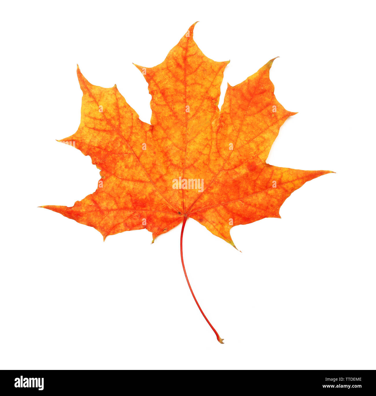 Autumn maple leaf isolated on white background Stock Photo - Alamy