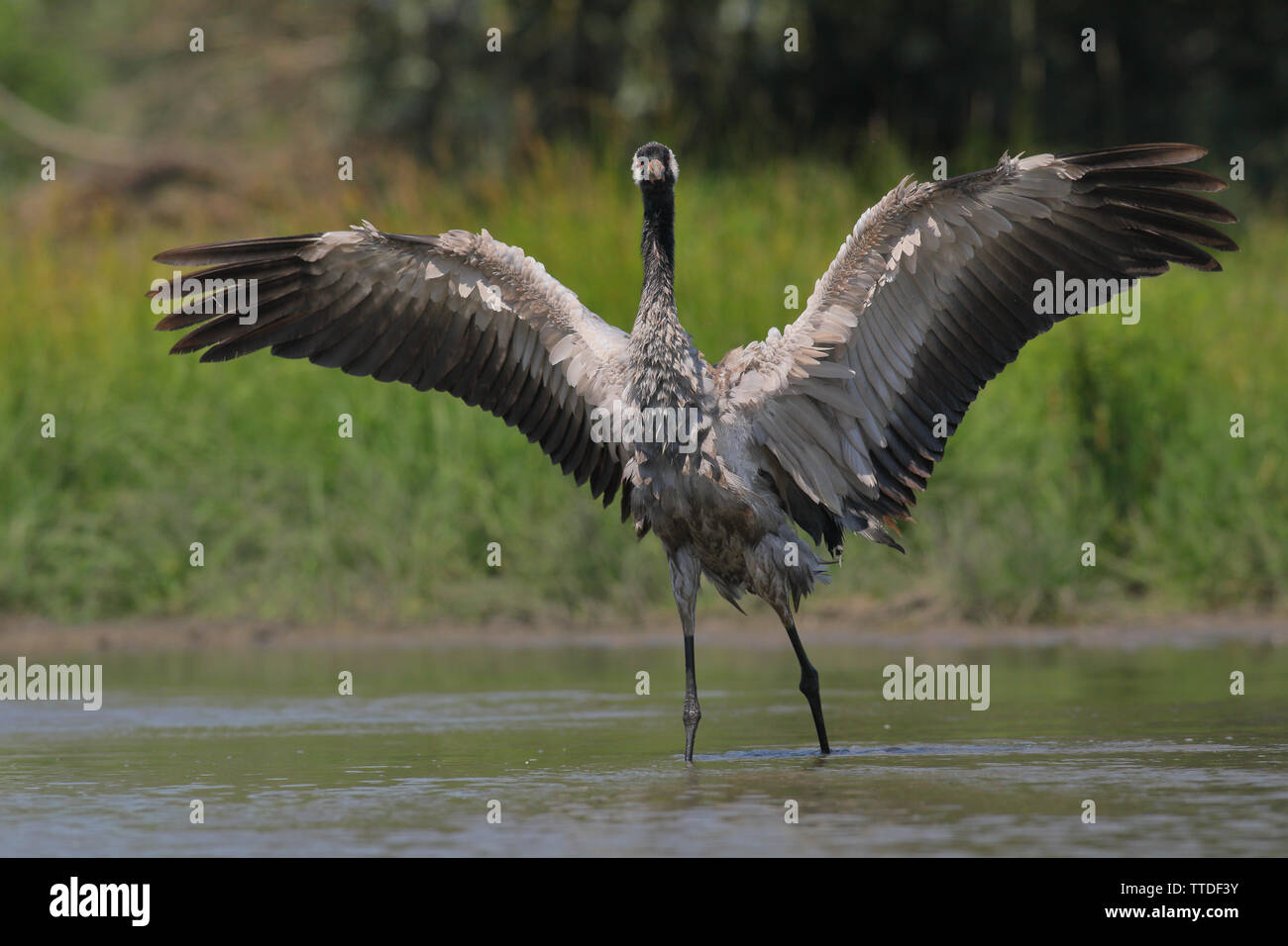 common-crane-grus-grus-at-hortobagy-np-hungary-stock-photo-alamy
